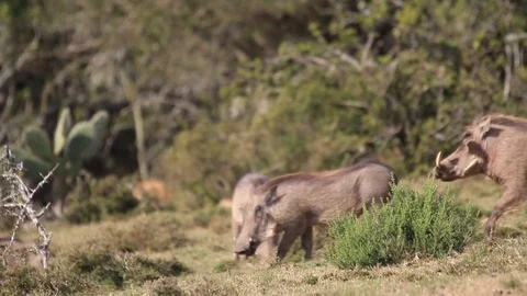 Warthog Stock Footage 96010617