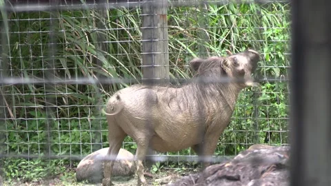 Warthog Stock Footage 157291603