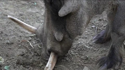 Warthog foraging close up Stock Footage 170401484