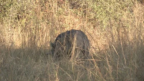 Warthog foraging / feeding Stock Footage 106386068
