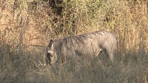 Warthog foraging / feeding Video stock 106386460