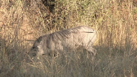 Warthog foraging / feeding Stock Footage 106386961