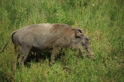 Warthog in the grass Stock Photos