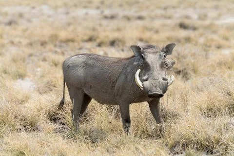 Warthog in grass Stock Photos