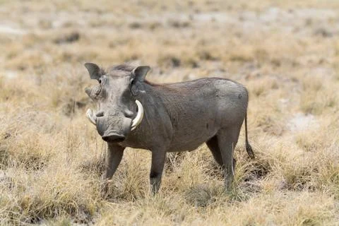 Warthog in grass Stock Photos