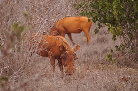 A warthog in the grassland Stock Photos