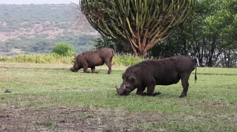 Warthog grazes in Kenya. Stock Footage 54312673