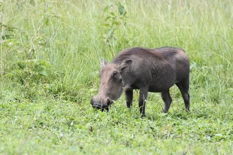 Warthog grazing in a clearing 스톡 사진