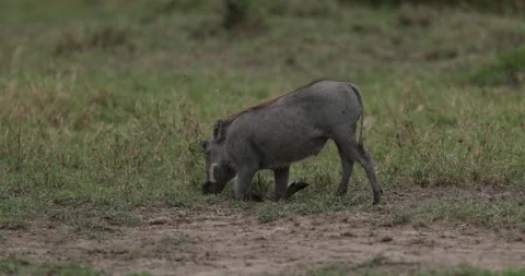 Warthog grazing Stock Footage 137515596