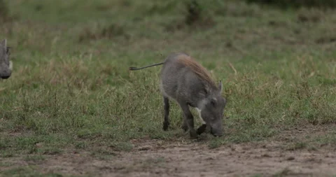 Warthog grazing Stock Footage 137517186