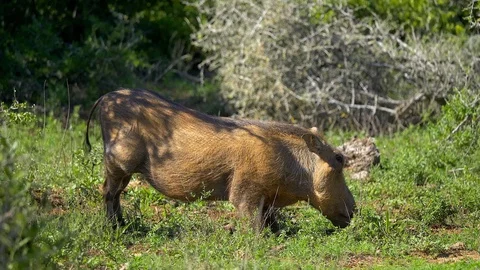 Warthog grazing on grass Stock Footage 108497850