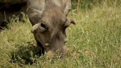 Warthog grazing on grass in kenya Stock Footage 78234451
