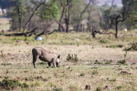 Warthog Grazing in the Grassland Stock Photos
