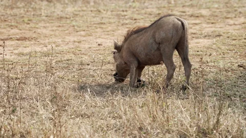 A warthog is grazing on its knees Stock Footage 248150804