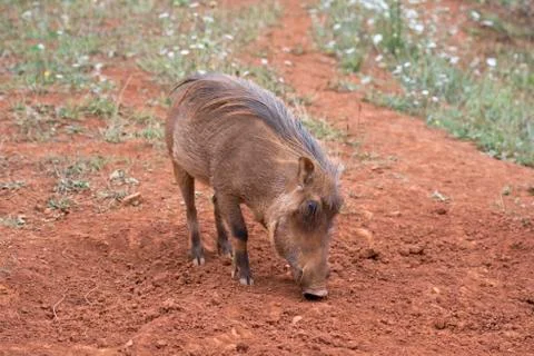 Warthog grazing Stock Photos