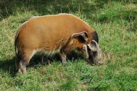 Warthog heating Stock Photos