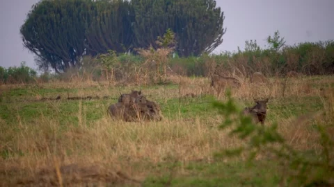 Warthog herd running through the savannah in Africa Video stock 312001644