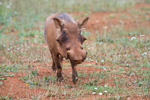 Warthog in his environment Stock Photos