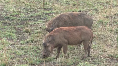 Warthog in Hluhluwe Stock Footage 940533