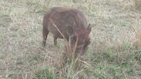 Warthog in Hluhluwe Stock Footage 951597