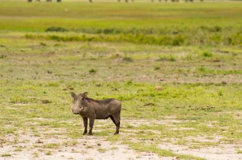 Warthog isolate in the savannah Foto stock