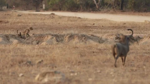 Warthog keeping an eye on the playful cheetah cubs 動画素材 344675693