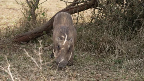 Warthog kneeling down to eat grass Stock Footage 248150726