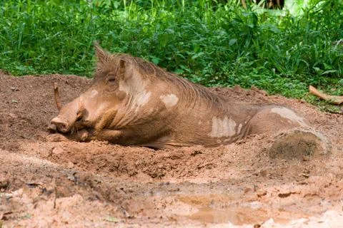 The warthog lies in the mud Stock Photos