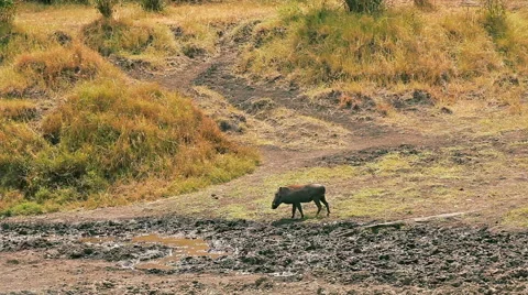 Warthog, Masai Mara Stock Footage 54359111