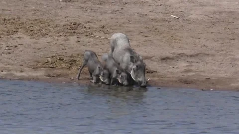 Warthog mother right; two piglets left — family grouping 库存影片 320809106