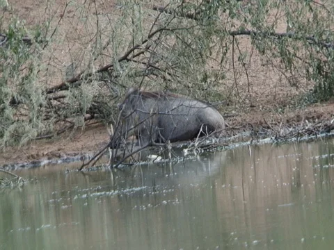 Warthog in Mud and Sitting 스톡 동영상 71790740