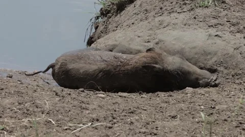 Warthog mud bath Stock Footage 303771948