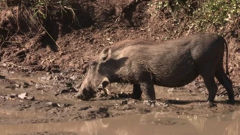 Warthog at mud bath / water hole Video stock 84744133