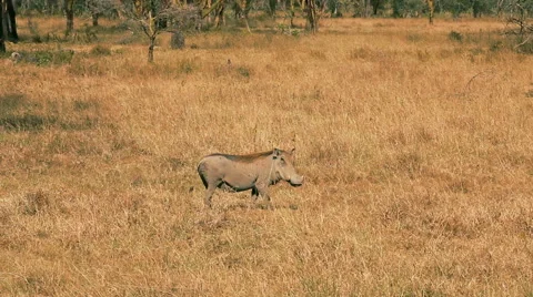 Warthog, Nakuru Park Stock Footage 54379359