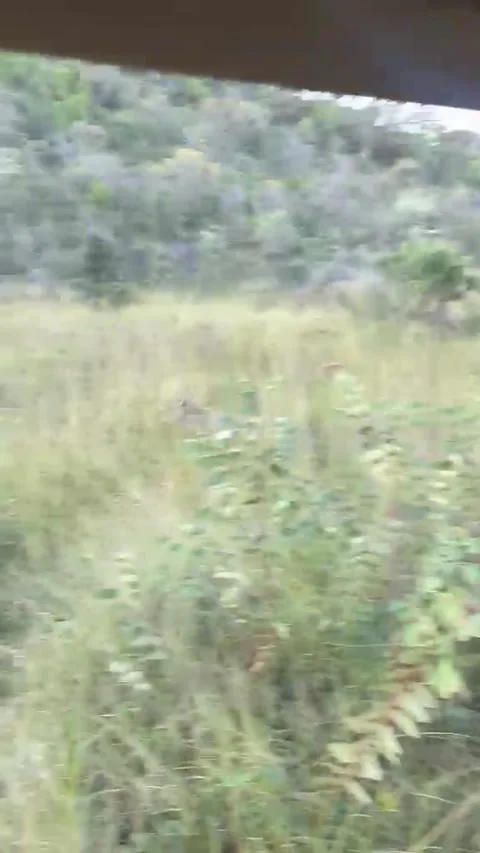 Warthog Narrowly Escapes Pride of Lion, Limpopo, South Africa - 04 May 2026 動画素材 346410184
