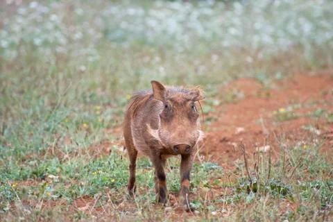 Warthog. Stock Photos
