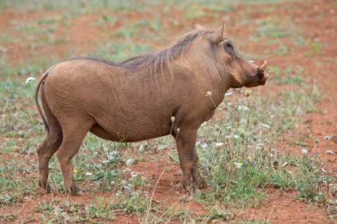 Warthog Stock Photos