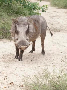 Warthog Stock Photos