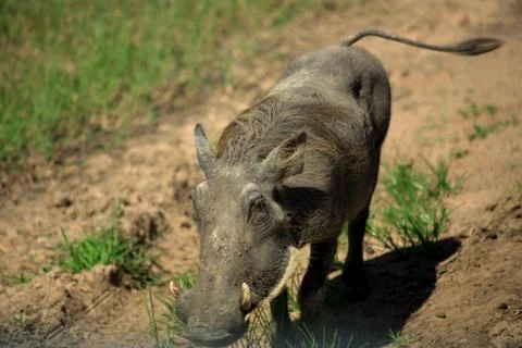 Warthog Stock Photos