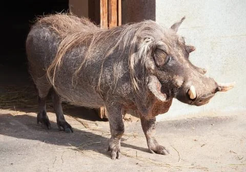 Warthog Stock Photos