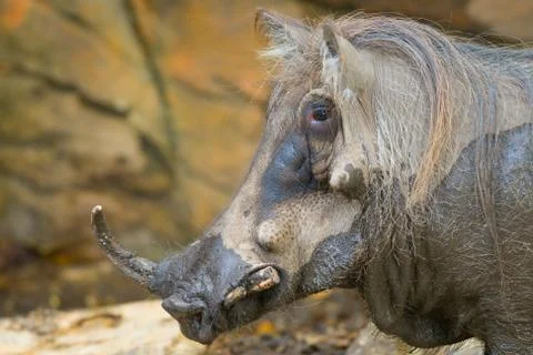 Warthog Stock Photos