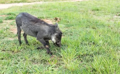 Warthog Stock Photos
