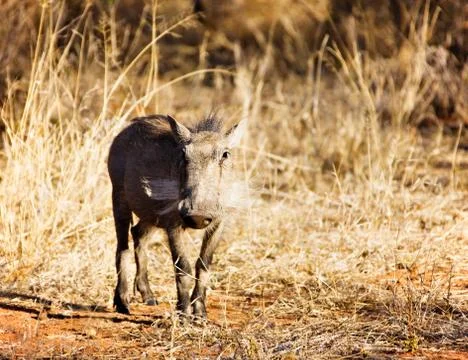 Warthog Foto stock