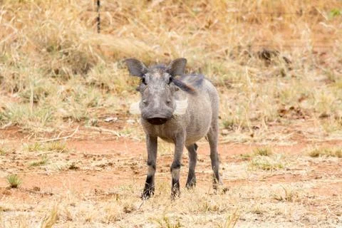 Warthog. Stock Photos