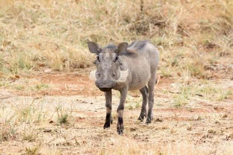 Warthog. Stock Photos