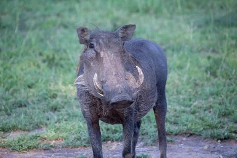 Warthog Stock Photos