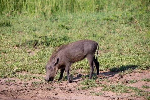 Warthog Stock Photos