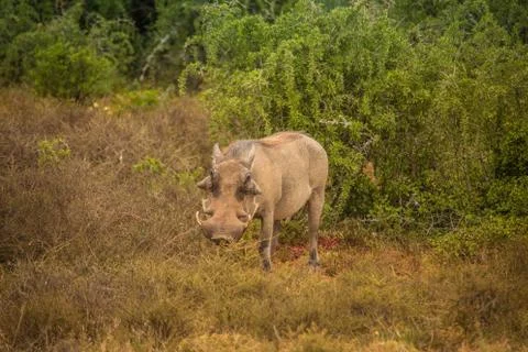 Warthog Stock Photos