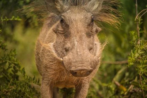Warthog Stock Photos