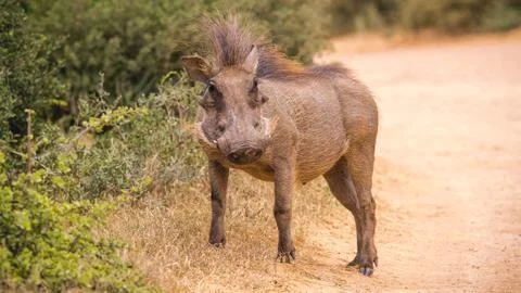 Warthog Foto stock